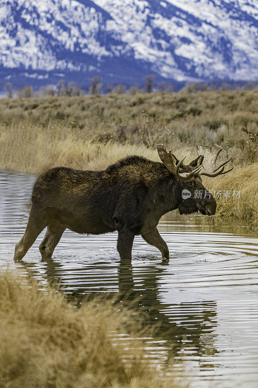 驼鹿(Alces Alces)是新世界鹿亚家族的成员，是鹿家族中现存最大和最重的物种。大提顿国家公园，怀俄明州。在一条小溪边吃边走。